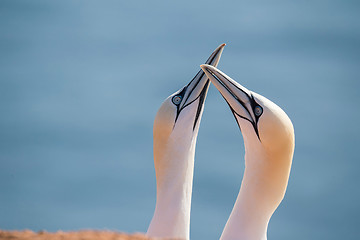 Image showing northern gannet, birds in love