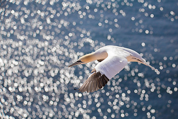 Image showing flying northern gannet, Helgoland Germany