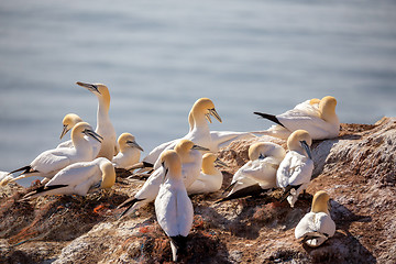 Image showing northern gannet sitting on the nest