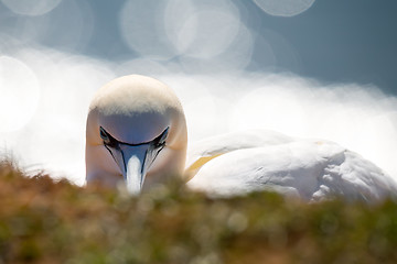 Image showing northern gannet sitting on the nest