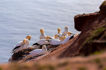 Image showing northern gannet sitting on the nest