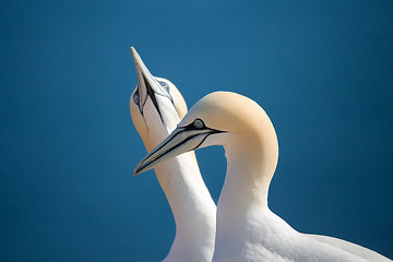 Image showing northern gannet, birds in love