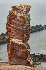 Image showing northern gannet sitting on the nest