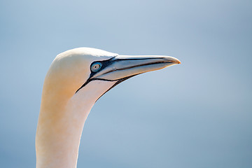 Image showing northern gannet sitting on the nest