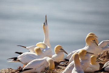 Image showing northern gannet sitting on the nest