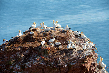 Image showing northern gannet sitting on the nest