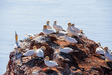 Image showing northern gannet sitting on the nest