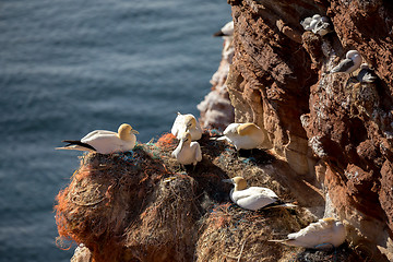 Image showing northern gannet sitting on the nest