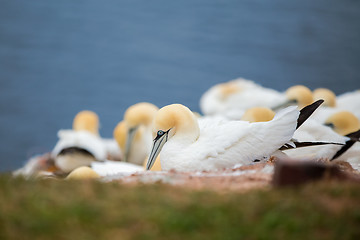 Image showing northern gannet sitting on the nest