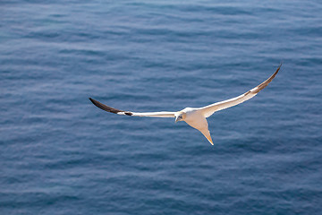 Image showing flying northern gannet, Helgoland Germany