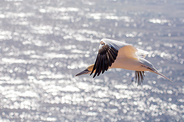 Image showing flying northern gannet, Helgoland Germany