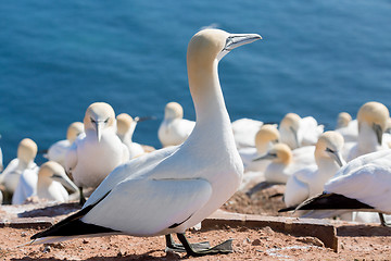 Image showing northern gannet sitting on the nest