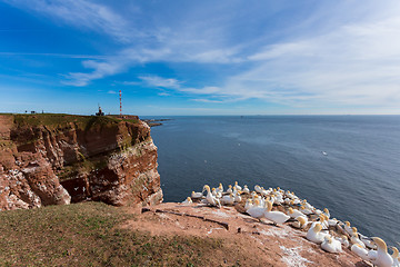 Image showing northern gannet sitting on the nest