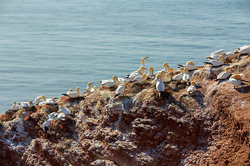 Image showing northern gannet sitting on the nest