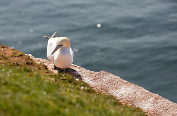 Image showing northern gannet sitting on the nest