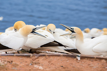 Image showing northern gannet sitting on the nest