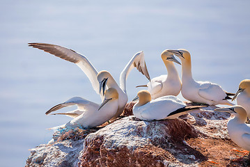 Image showing northern gannet sitting on the nest