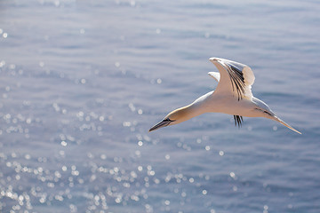 Image showing flying northern gannet, Helgoland Germany