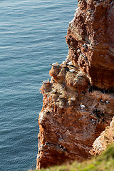 Image showing northern gannet sitting on the nest