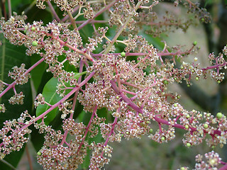 Image showing Mango Flowers