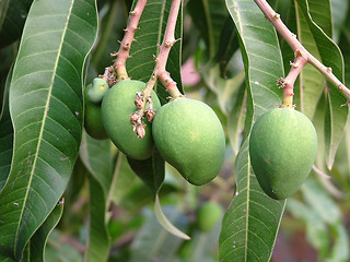 Image showing Mangos