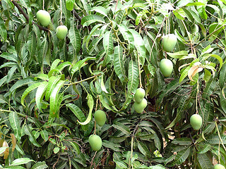 Image showing Mangos