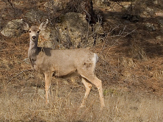 Image showing A Doe in the Bush