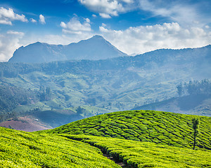 Image showing Tea plantations, Munnar, Kerala state, India