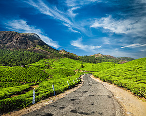 Image showing Road in tea plantations, India