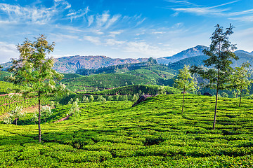 Image showing Tea plantations, Munnar, Kerala state, India