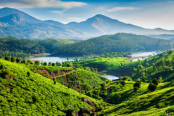 Image showing Tea plantations and river in hills. Kerala, India