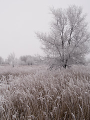 Image showing Dakota Prairie Winter
