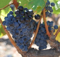 Image showing wine grapes