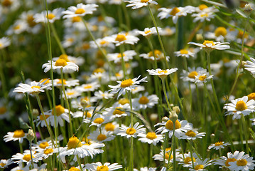 Image showing camomile