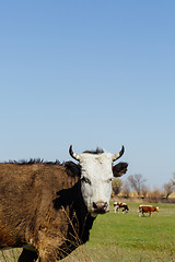 Image showing Cows on green meadow