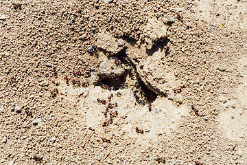 Image showing Anthill in the soil