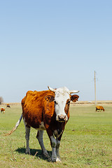 Image showing Cows on green meadow