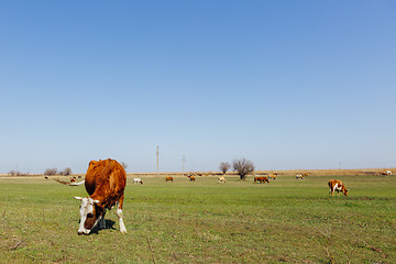 Image showing Cows on green meadow