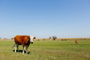 Image showing Cows on green meadow