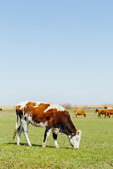 Image showing Cows on green meadow