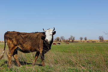 Image showing Cows on green meadow