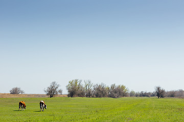 Image showing Cows on green meadow