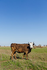 Image showing Cows on green meadow