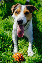 Image showing Dog breed Jack Russell Terrier lies on the grass