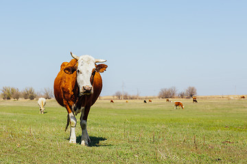 Image showing Cows on green meadow