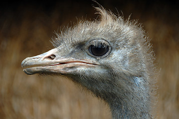 Image showing Ostrich