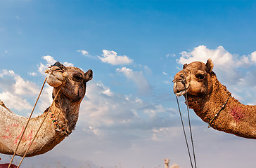 Image showing Camels in India