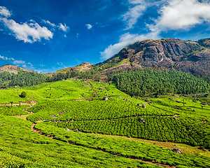 Image showing Tea plantations, Munnar, Kerala state, India