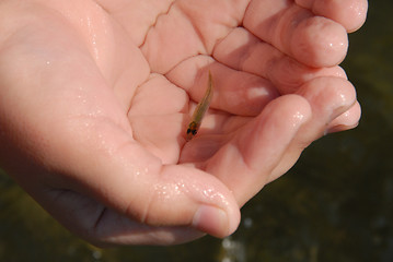 Image showing very young and little fish