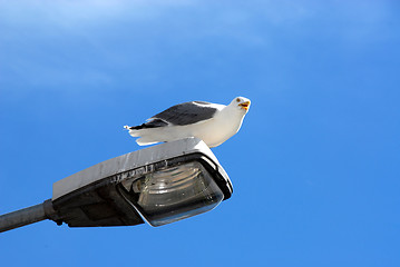 Image showing gull